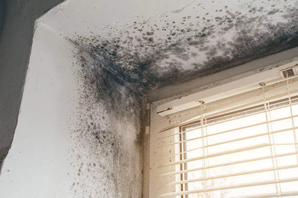 Affordable Mold Inspection And Testing solutions in Woodward, PA